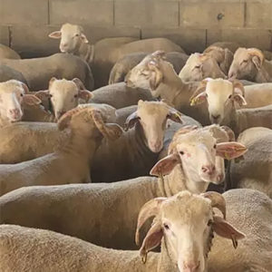 Mouton de l'Aïd 2025