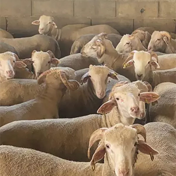 Mouton de l'Aïd 2025