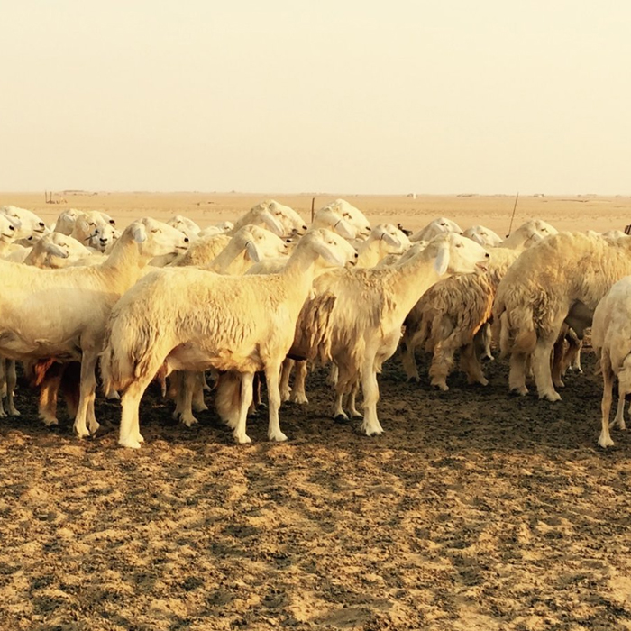 Offrir le mouton de l'aïd au Madagascar